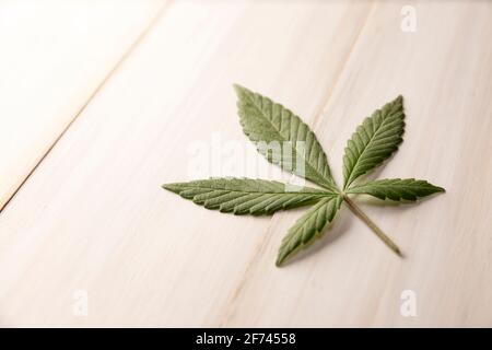 green fresh cannabis sativa leaf (marijuana) on vintage white wooden background with copy space Stock Photo