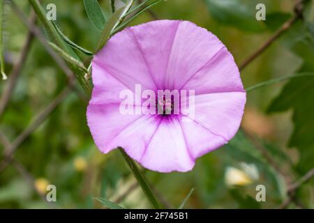 Convolvulus althaeoides is a species of morning glory known by the common names mallow bindweed and mallow-leaved bindweed. Ipomoea sagittata, saltmar Stock Photo