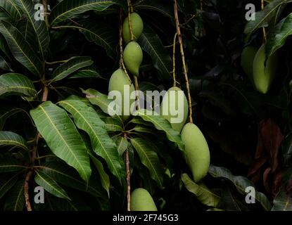 Green mangoes hanging on the tree Stock Photo
