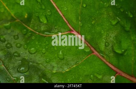 Water drops on the colorful leaf of swiss chard Stock Photo