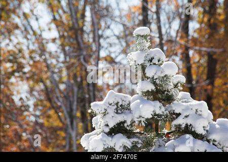 Fall Autumn season leaves on fir pine tree branch covered and dusted with first snow storm of the season in the woods, soft blur background Stock Photo