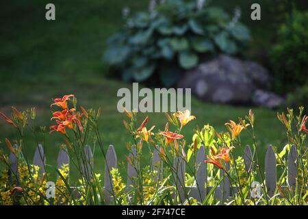 Direct sun illuminating daylilies in the summer with bright orange and yellow glow and dark green background Stock Photo