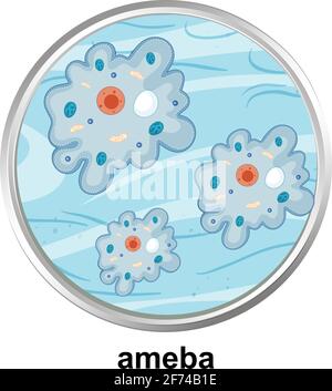 Microscope with anatomy structure of Ameba on white background Stock ...