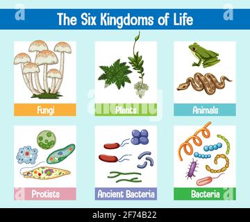 Science poster of six kingdoms of life illustration Stock Vector Image ...