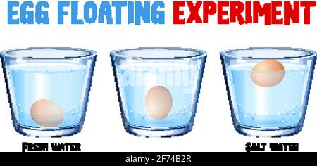 Science experiment with egg float test illustration Stock Vector