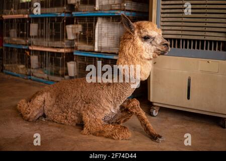 Portrait of brown alpacas on a farm Stock Photo