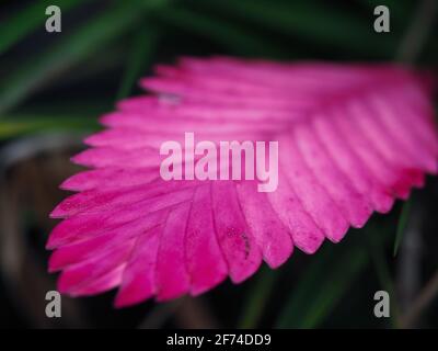 Tillandsia cyanea Bromeliad or Pink Quill plant , Closeup of The hot pink bloom or bract on a Dark green and black background Stock Photo