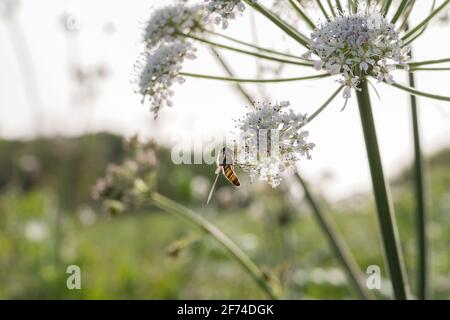 long hoverfly sphaerophoria perched on white flowers outdoors Stock Photo