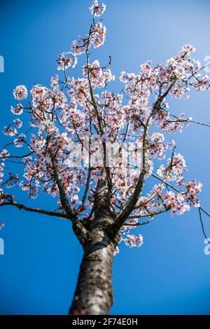 Prunus Umineko - cherry tree in blossom, vertical upshot, blue sky and sunny, Birmingham, UK Stock Photo