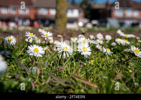 Close-up of row of daisies in the grass Stock Photo