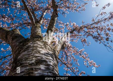 Prunus x schmittii (Schmitt's Cherry), cherry tree in blossom, upshot, blue sky and sunny, view of branches and blossom. Birmingham, UK Stock Photo