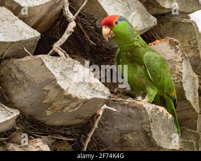 Red-crowned parrot, Amazona viridigenalis, an established exotic Amazona parrot in San Diego, California, USA Stock Photo