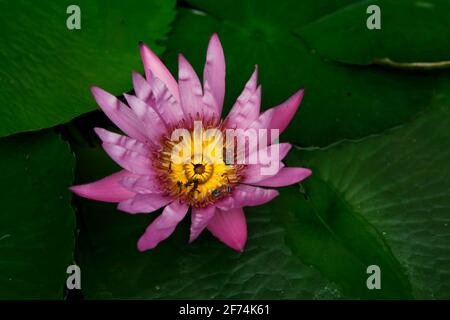 A lotus flower inside a stoned aquatic vase placed near Wat Phra Kaew (Temple of Emerald Buddha), inside Grand Palace complex in Bangkok, Thailand. Stock Photo