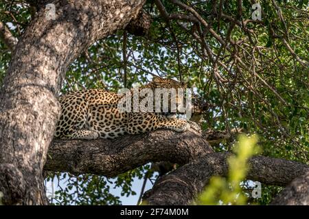 Leopard lying on a large tree branch with its prey in Botswana Stock ...
