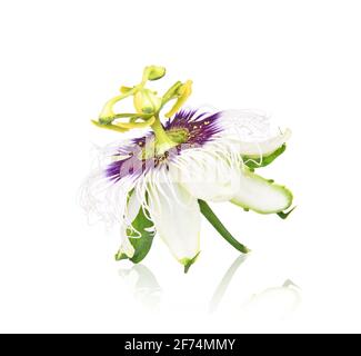 Passion flower isolated on white background Stock Photo - Alamy