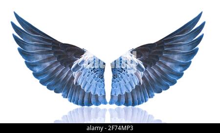 Wings of birds isolated on white background Stock Photo - Alamy
