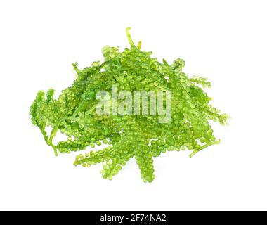 Sea grapes ( green caviar ) seaweed isolated  on white backgroun Stock Photo