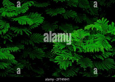 Natural bipinnate leaves texture in low light using for background Stock Photo