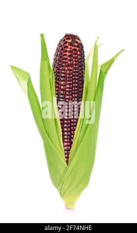 Fresh purple corn isolated on white background Stock Photo