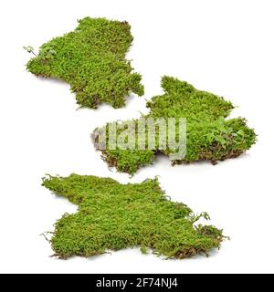 Green moss isolated on white background Stock Photo