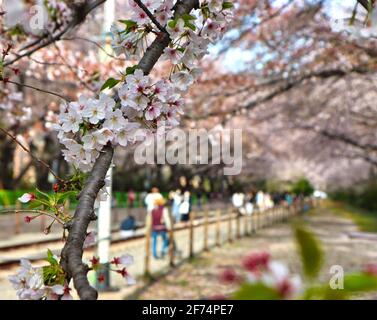 Cherry blossom blooming in gyeonghwa train station in jinhae, Changwon, Gyeongnam, South Korea, Asia Stock Photo