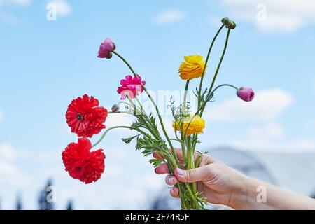 Woman's hand holding bouquet of multicolored flowers collected from the farm against background of blue sky with clouds Stock Photo