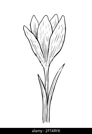 Doodle crocus with stem and leaves. A sketch of the first spring flower. Vector hand-drawn illustration in outline style. Stock Vector