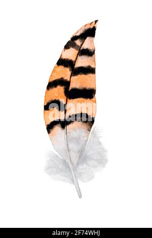 Watercolor illustration of orange with black striped bustard or owl feather with white fluff on white background. Collection of bird feathers. Image f Stock Photo