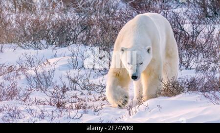 A large adult male polar bear walks through snow and vegetation toward the camera in soft reddish sunset light, in Churchill, Manitoba, Canada. Stock Photo