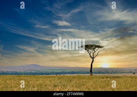 Focus on a single acacia tree standing in silhouette at sunset, with the wide sweeping plains of the Masai Mara in Kenya in the background. Stock Photo