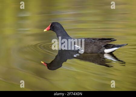 A close up of a moorhen, Gallinula chloropus, as it swims from right to left and is perfectly reflected in the water Stock Photo