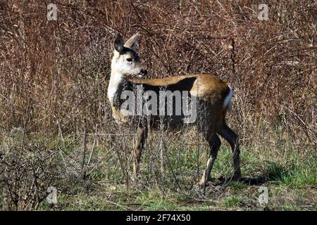 Female Roe deer Carpeolus carpeolus on alert Stock Photo