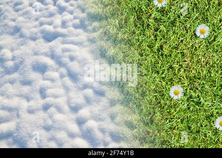 Snow on field and green grass with daisy flowers. Concept of change season. Stock Photo