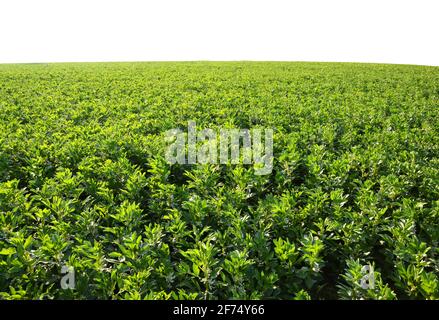 Cultivated field of broad or fava beans ( Vicia Faba ) on white background. Stock Photo