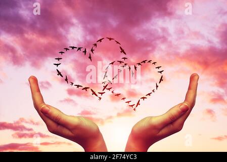 Female hands with flock of birds flying in the heart formation at sunset sky. Valentines day. Stock Photo