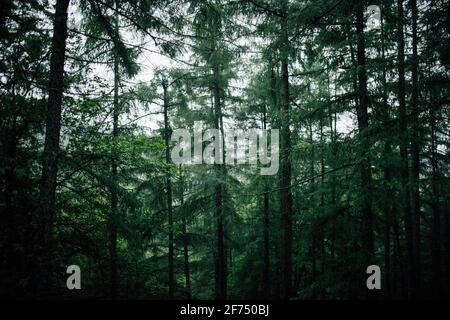 Tall coniferous trees with lichen on trunks growing in dense woodland on cold weather Stock Photo