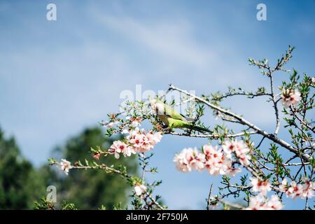Low angle of green bird perching on cherry tree branch with blooming flowers in garden Stock Photo