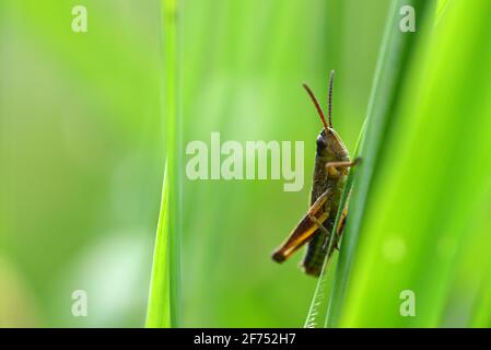 Grasshopper in grass on meadow. Summer season. Stock Photo