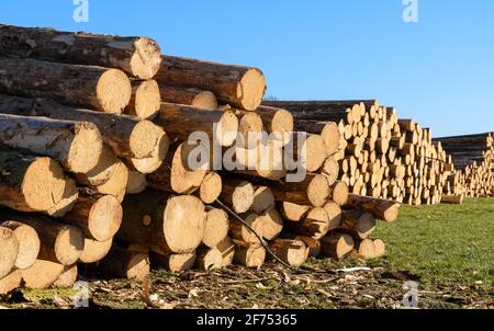 Lumberyard or logging site with piles of felled trees or log trunks, stack of wood logs near a forest, deforestation in Germany, Europe Stock Photo