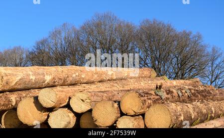 Lumberyard or logging site with piles of felled trees or log trunks, stack of wood logs near a forest, deforestation in Germany, Europe Stock Photo