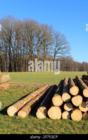 Lumberyard or logging site with piles of felled trees or log trunks, stack of wood logs near a forest, deforestation in Germany, Europe Stock Photo