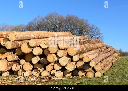 Lumberyard or logging site with piles of felled trees or log trunks, stack of wood logs near a forest, deforestation in Germany, Europe Stock Photo