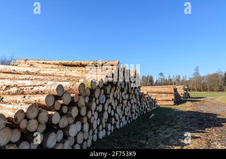 Lumberyard or logging site with piles of felled trees or log trunks, stack of wood logs near a forest, deforestation in Germany, Europe Stock Photo