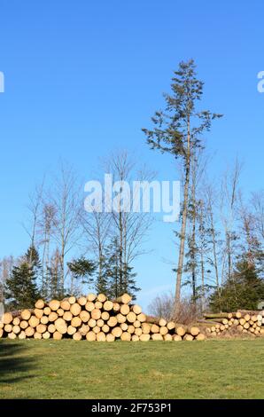 Lumberyard or logging site with piles of felled trees or log trunks, stack of wood logs near a forest, deforestation in Germany, Europe Stock Photo