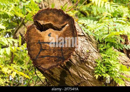 Cut face literally: somebody has painted a tree face on an ash trunk Stock Photo