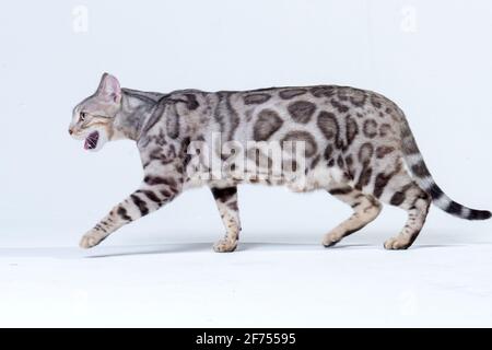 Silver Bengal Cat in studio Stock Photo