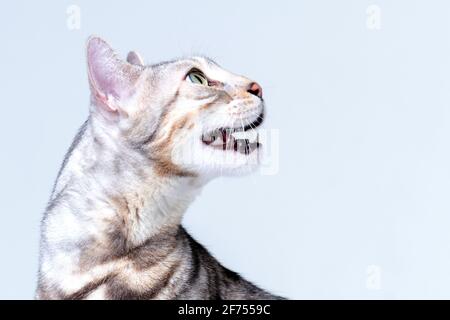 Silver Bengal Cat in studio Stock Photo