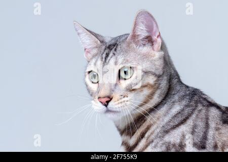 Silver Bengal Cat in studio Stock Photo