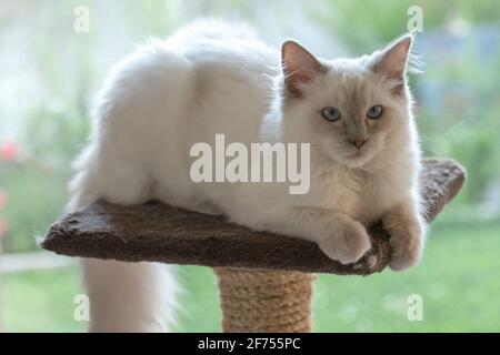 Lilac Point Ragdoll six months old Stock Photo