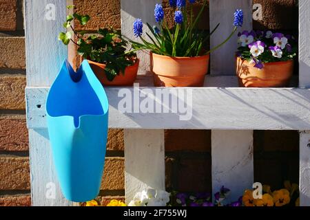 spring flowers in terracotta pots and blue watering can in the sunlight on a shelf made of white painted wooden pallet in front of a brick wall Stock Photo